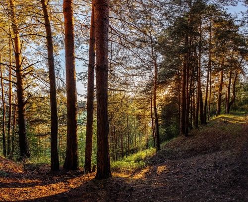 В сосновом бору