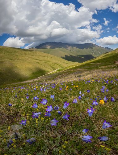 Альпийские луга Теберды