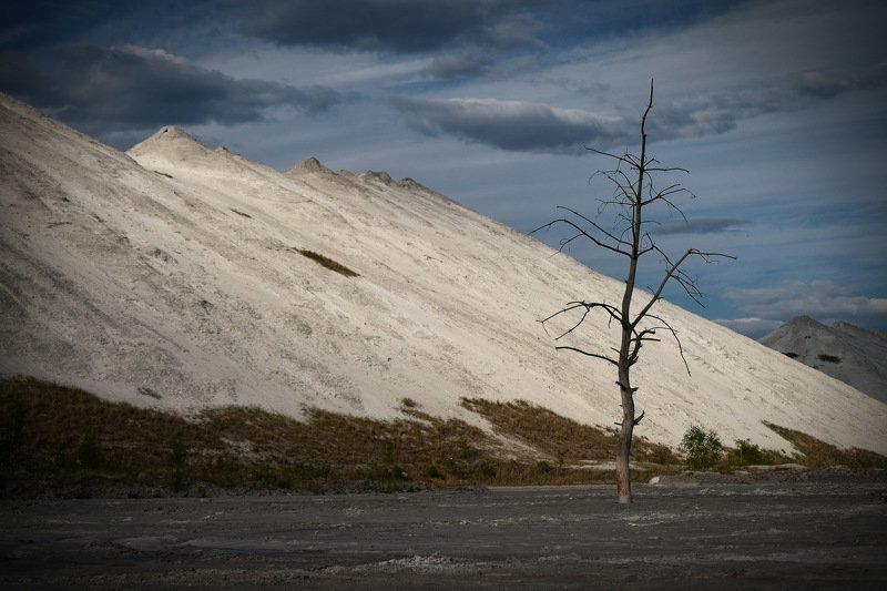 беларусь, гомель, горы, экология The lust tree фото превью