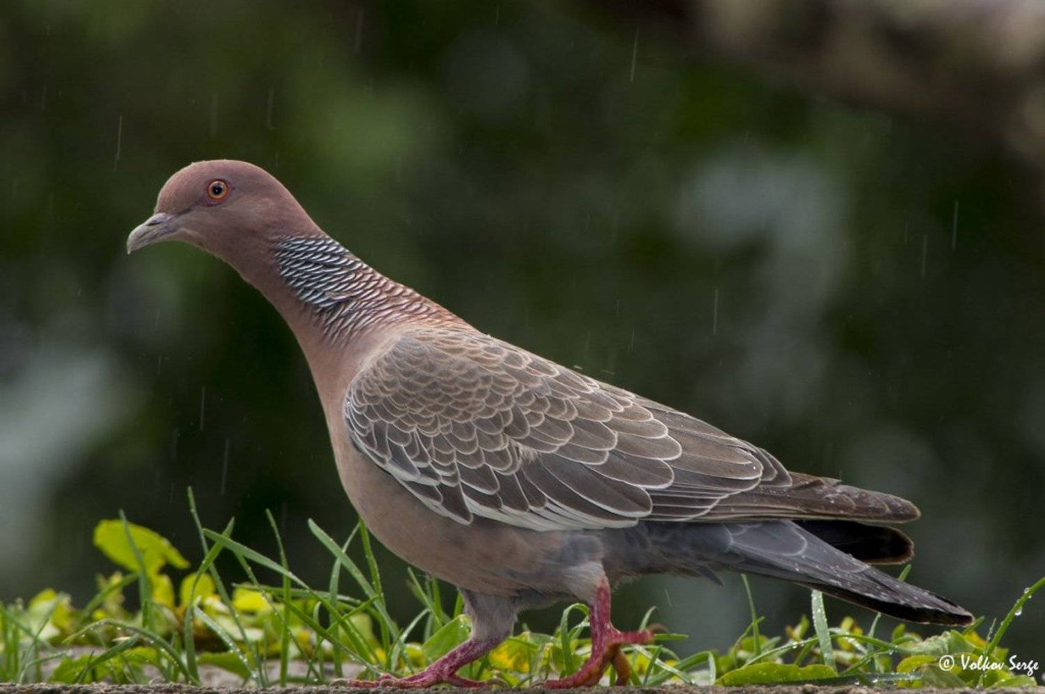patagioenas picazuro, picazuro pigeon, темнохвостый голубь, бразилия, птицы, birds,, Сергей Волков