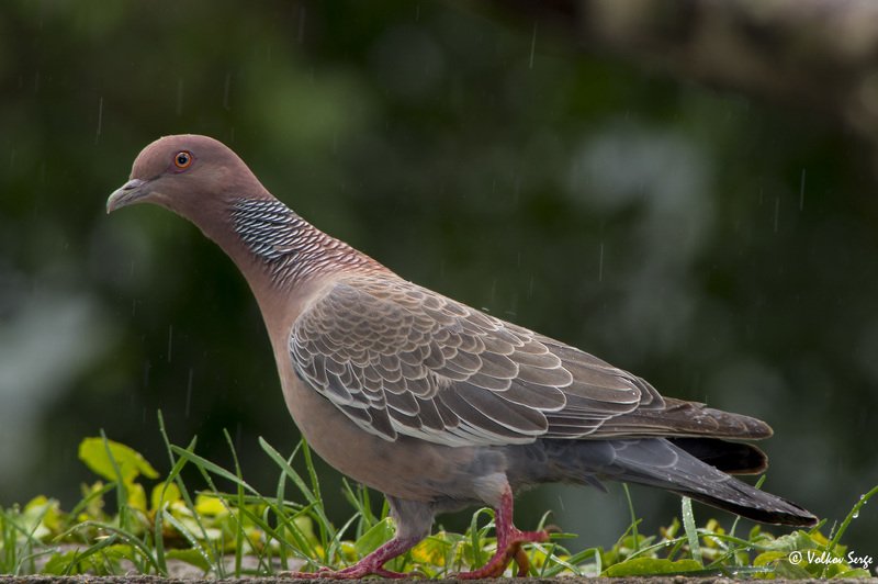 patagioenas picazuro, picazuro pigeon, темнохвостый голубь, бразилия, птицы, birds, Под дождём фото превью