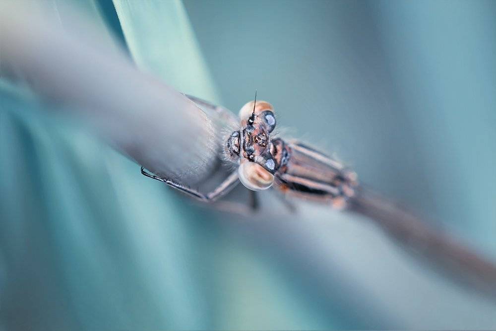 макро, стрекоза, dragonfly, macro, Марина Хилько