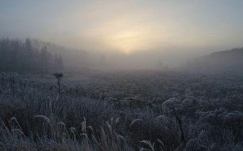 Не шербурские зонтичные