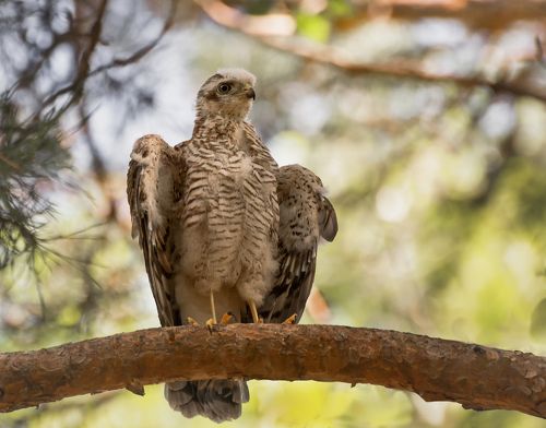 Вот он какой Мир!