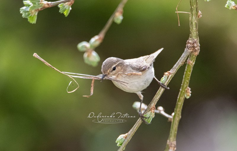 birdswatching; птицы строитель фото превью