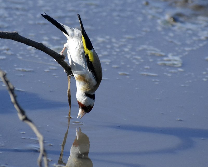 Птицы Ульяновской области фото превью