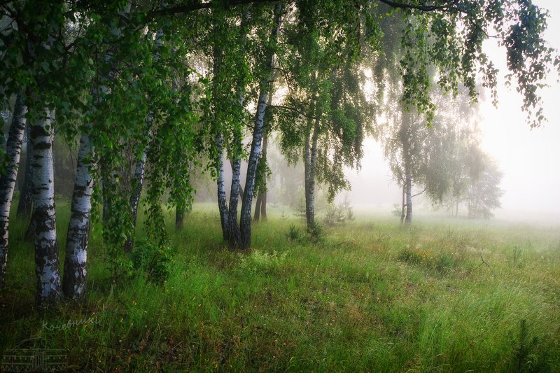 туман, березы, туманный лес, туманный рассвет Березовое безмолвие тумана фото превью