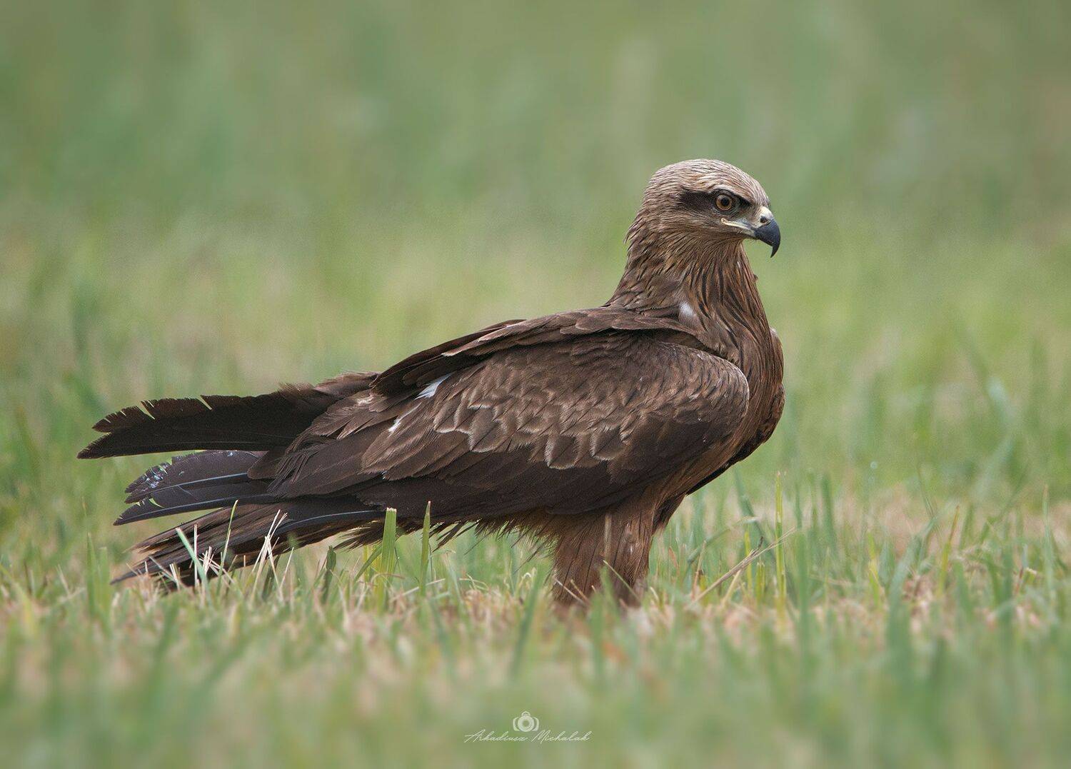, Arkadiusz Michalak