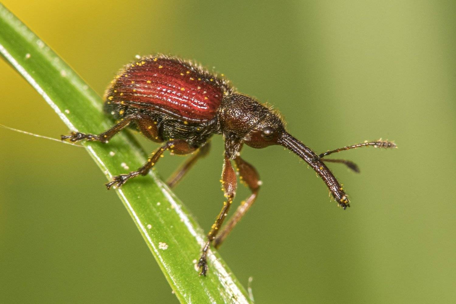 , Сергей Федоренко