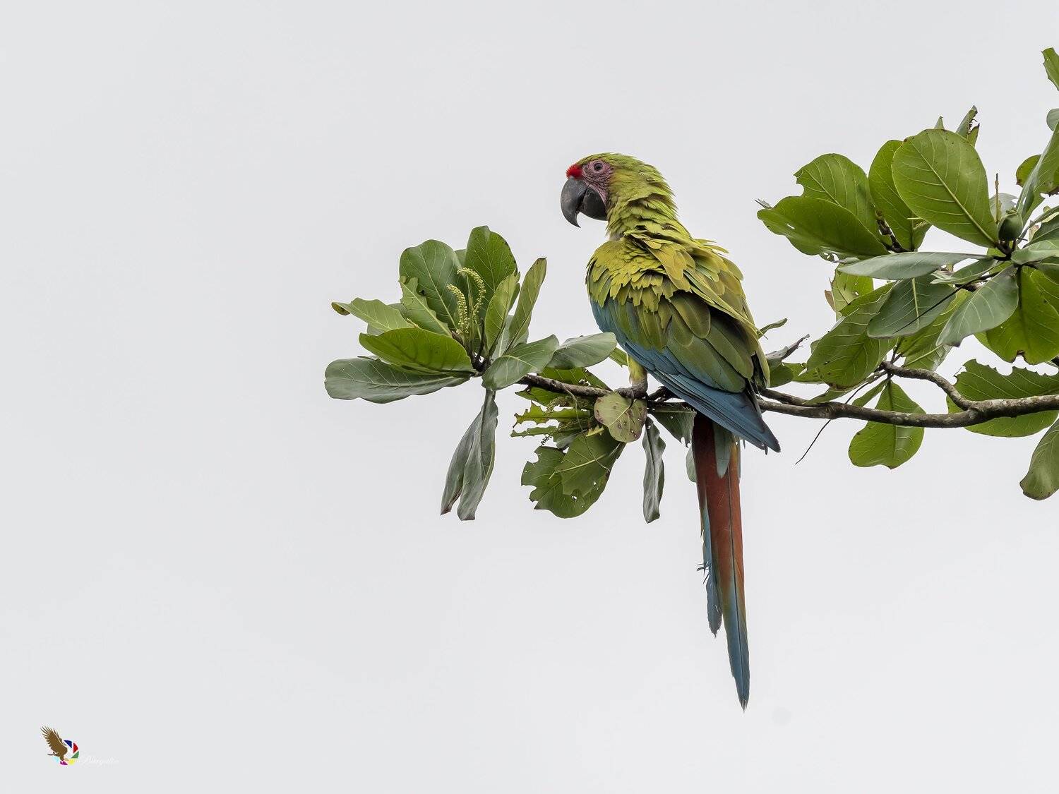 , Fernando Burgalin Sequeira