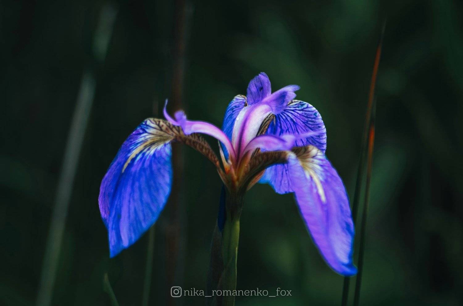 #цветы, #ирис, #цветок, #flowers, #flower, #violet, #grass, Вероника Романенко