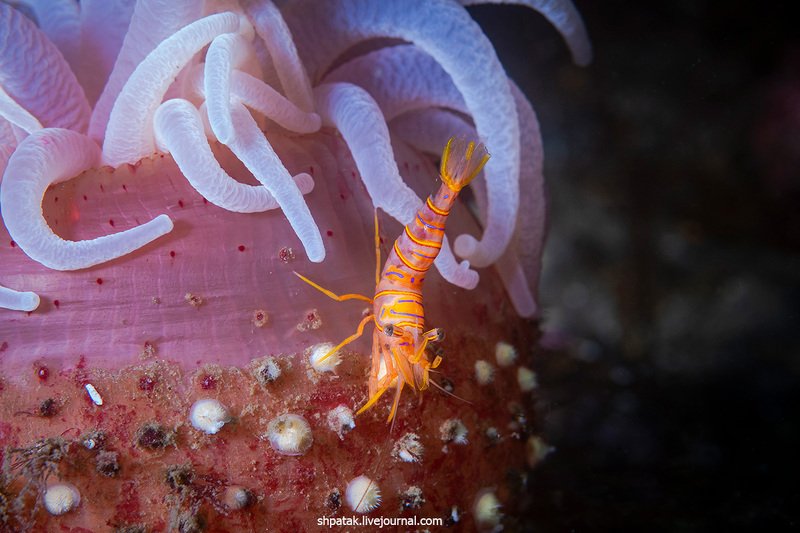 Дайвинг на севере Приморья. Бухта Рудная. Июнь 2020. фото превью