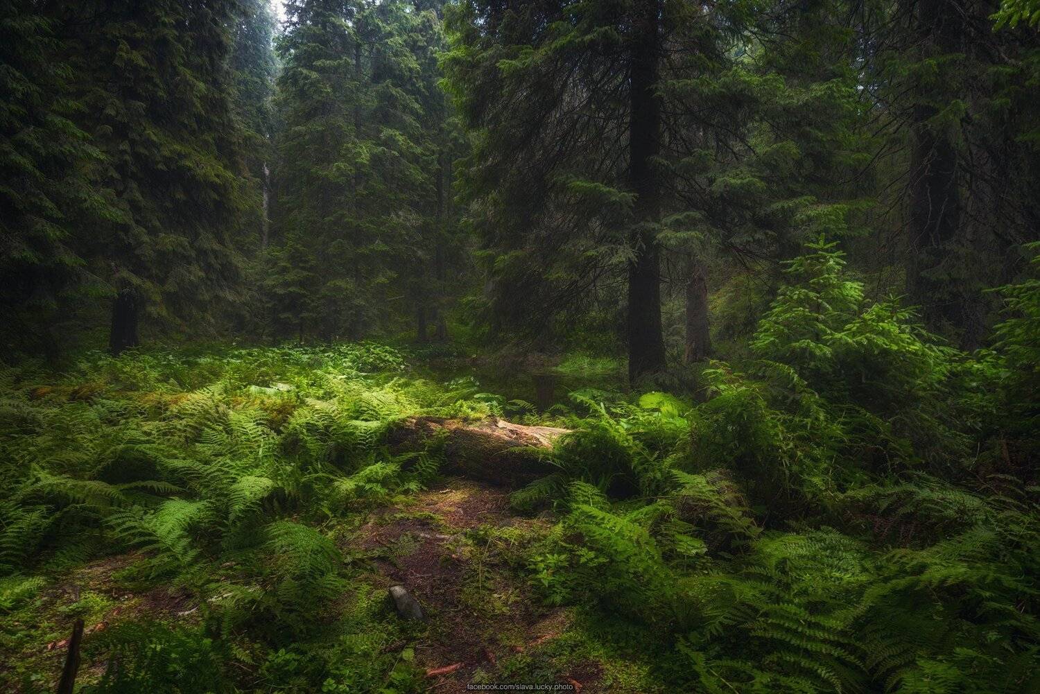 лес, тропа, папоротник, горы, карпаты, природа, Slava Lucky