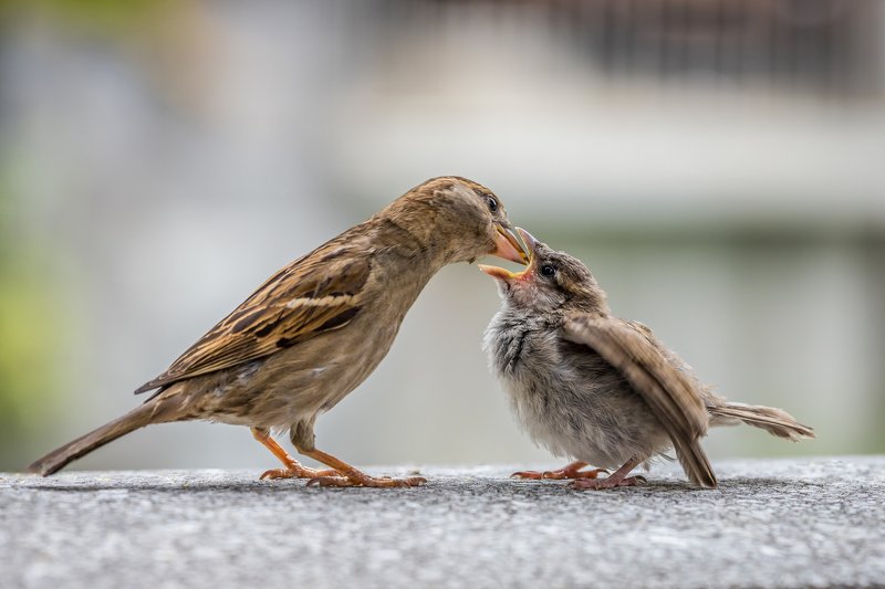 bird, sparrow, nature, animal, feeding, young, outdoor, city, mother, Feeding фото превью