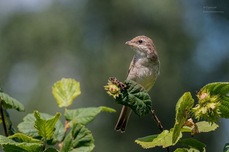 сорокопут жулан, птицы, фотоохота, орешник Орешки фото превью
