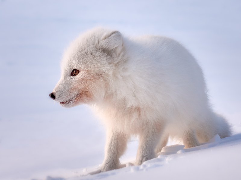 полярный лис, тундра, заполярье, зима, песец В ожидании... фото превью