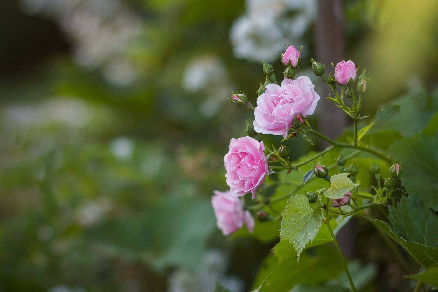 , Александр