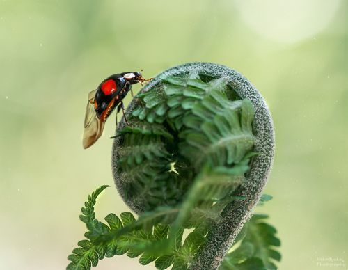 Маленькое черное платье