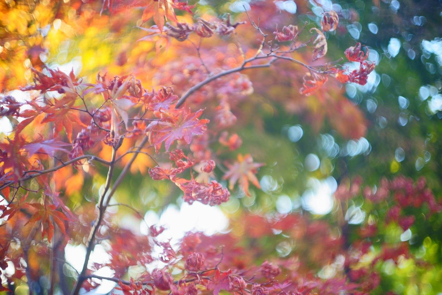 south korea, seoul, autumn, bokeh, maple, close-up, colorful, autumn leaves,, Shin