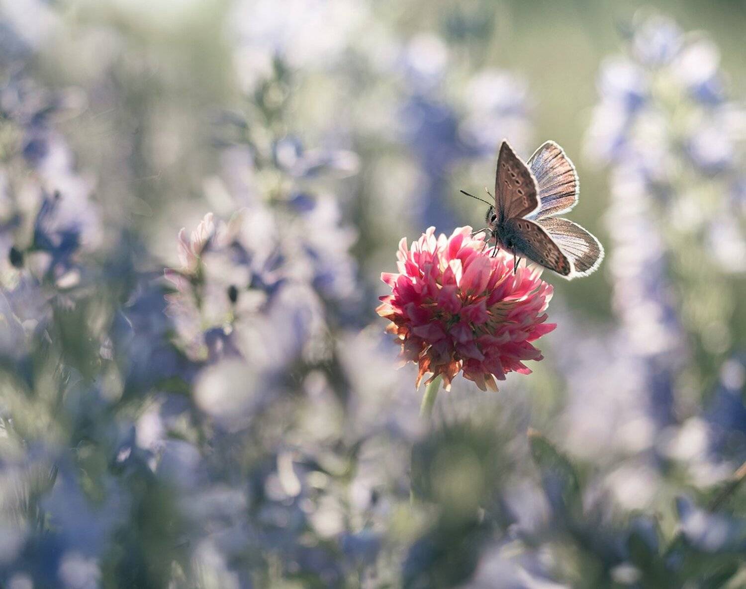 бабочка, свет, macro, Баранов Олег