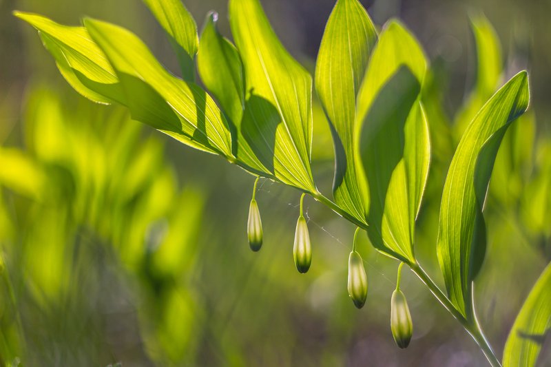 весна, цветы  фото превью