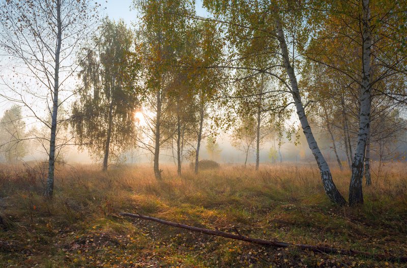 луг, осень, октябрь, утро, рассвет, туман Разливало солнце лучи золотые фото превью
