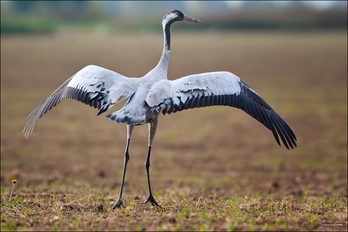 Широко расправив крылья