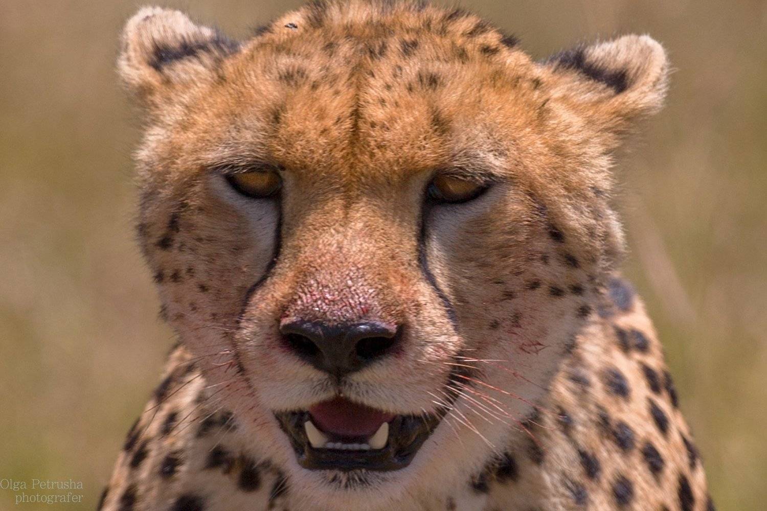 гепард, портрет, африка, кения, масаи-мара, кровь, Ольга Петруша