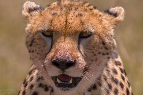 Портрет гепарда. Когда забыл умыться;)