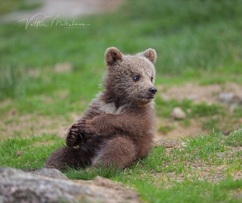 Будущий хозяин тайги фото превью