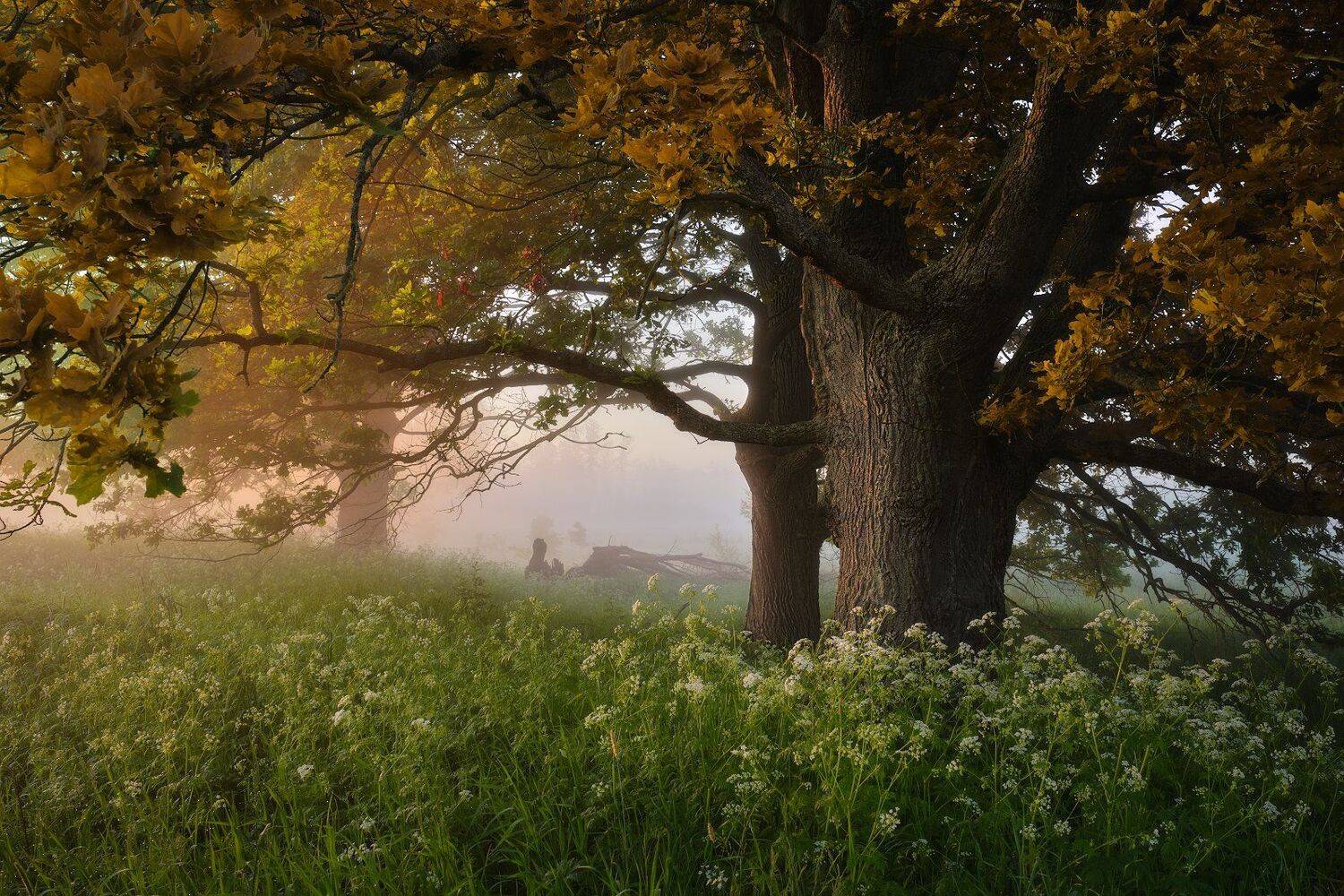 , Григорий Бельцев