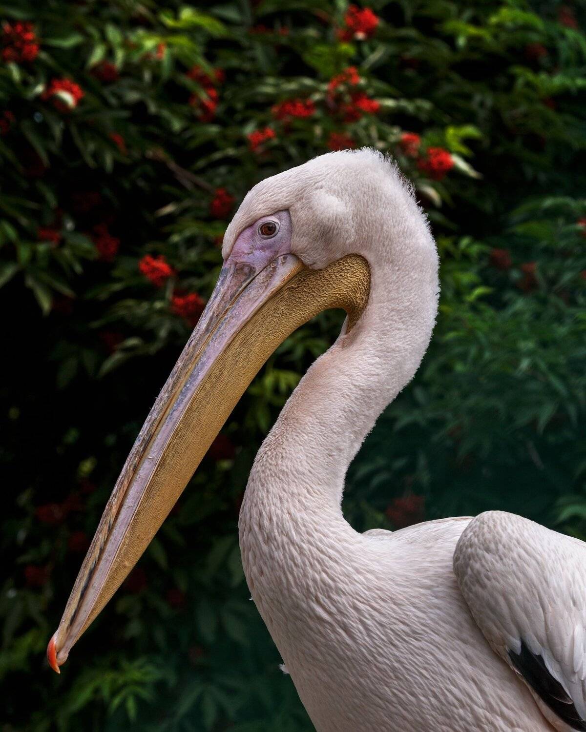 , Олег Богданов