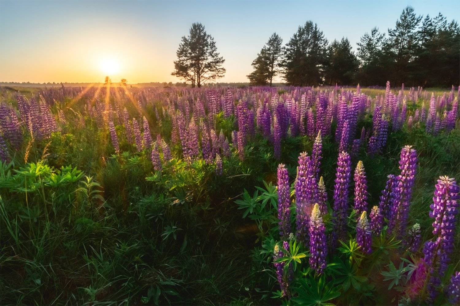 люпины, Майя Афзаал