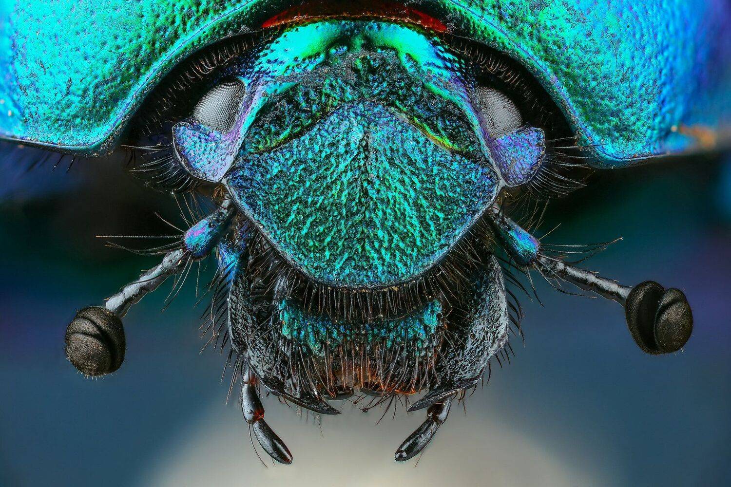 жук,макро,природа,усы,цвет,глаза,синий,портрет, Андрей Шаповалов