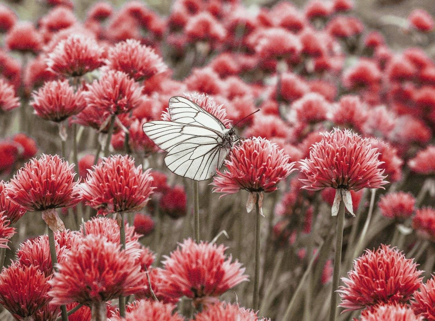 фотографалинция, алинциясавельева, Алинция Савельева