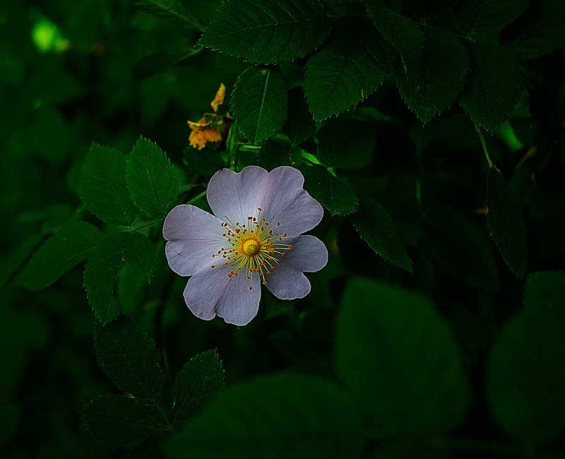 цветочек фото превью