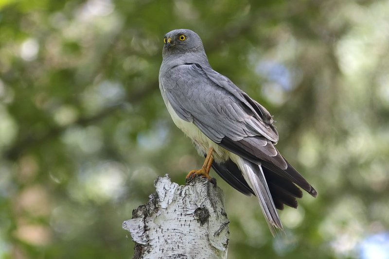 лунь седой как лунь фото превью