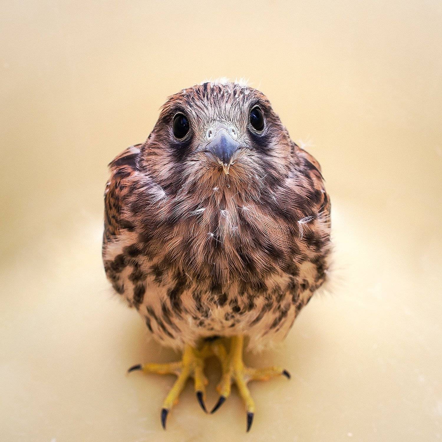 , Олег Смолянинов