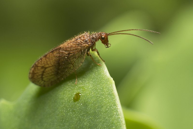 Золотые крылья фото превью