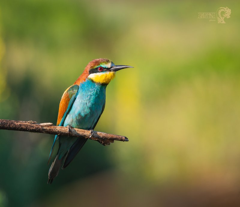 золотистая щурка, european bee-eater, merops apiaster, Уфа Щурки фото превью