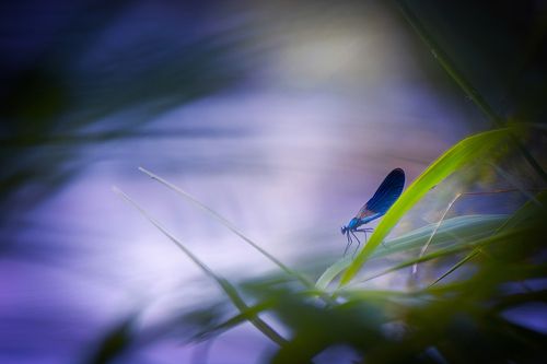 Погружаясь в вечер