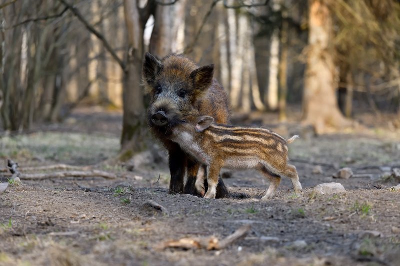 нежные чувства 2 фото превью