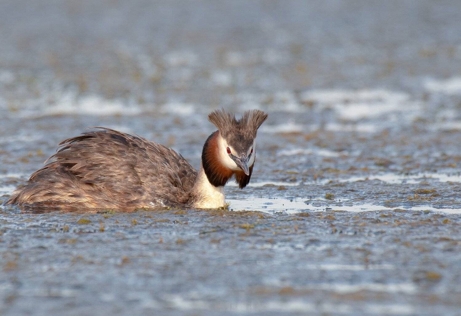 птицы,природа, лето, Андрей Киселёв