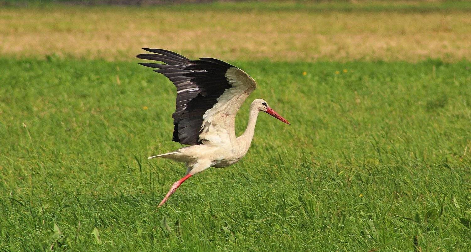 аист,птицы,фото животных, Galina Tsmyg
