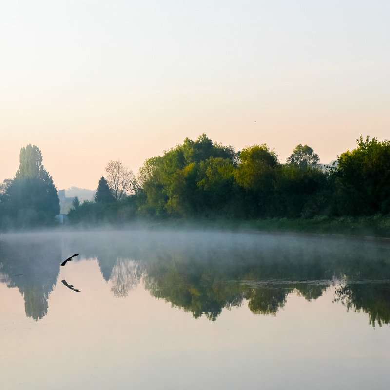 цапля, утро, река, туман, Европа, вода, отражение, Цапля. Утро. Европа. 2014 фото превью