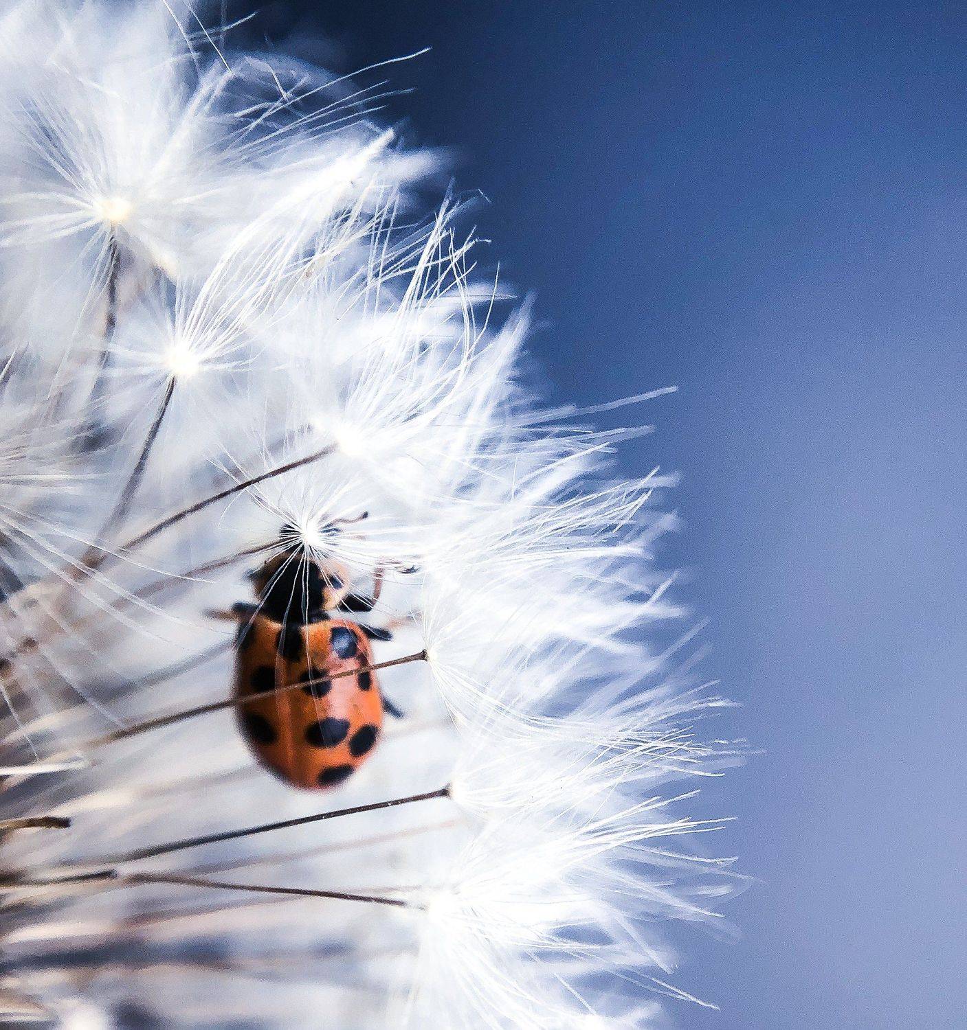 , Вероника Денисова