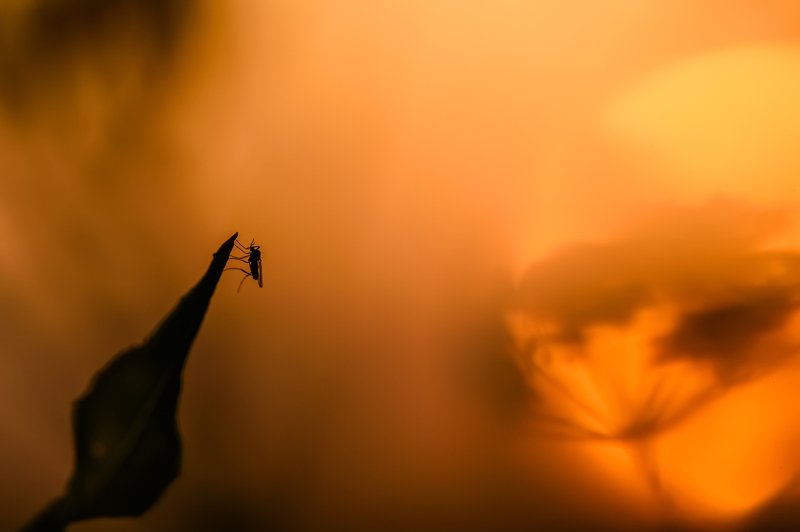 На закате фото превью