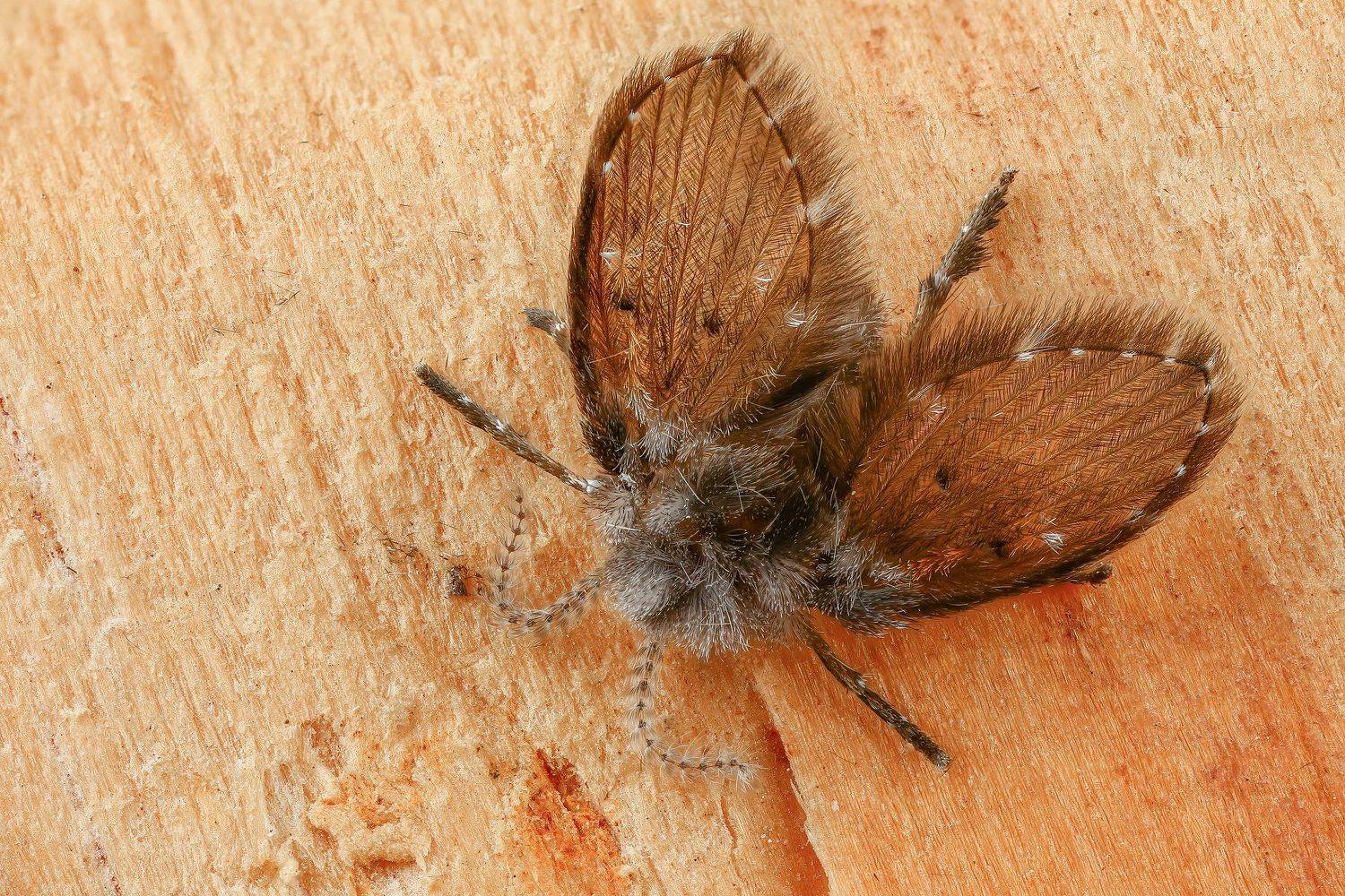 комар,макро,природа,усы,цвет,коричневый, Андрей Шаповалов