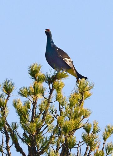 Лесной красавец