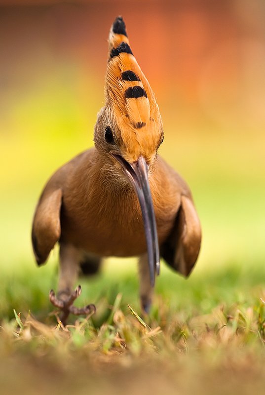 Hoopoe фото превью